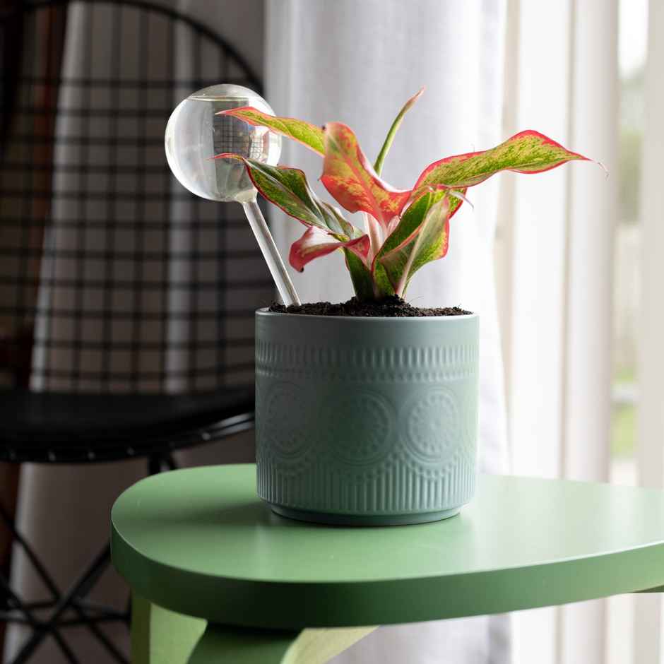 Kyari Plant Watering Globe | Pack of 1 | Garden Accessory