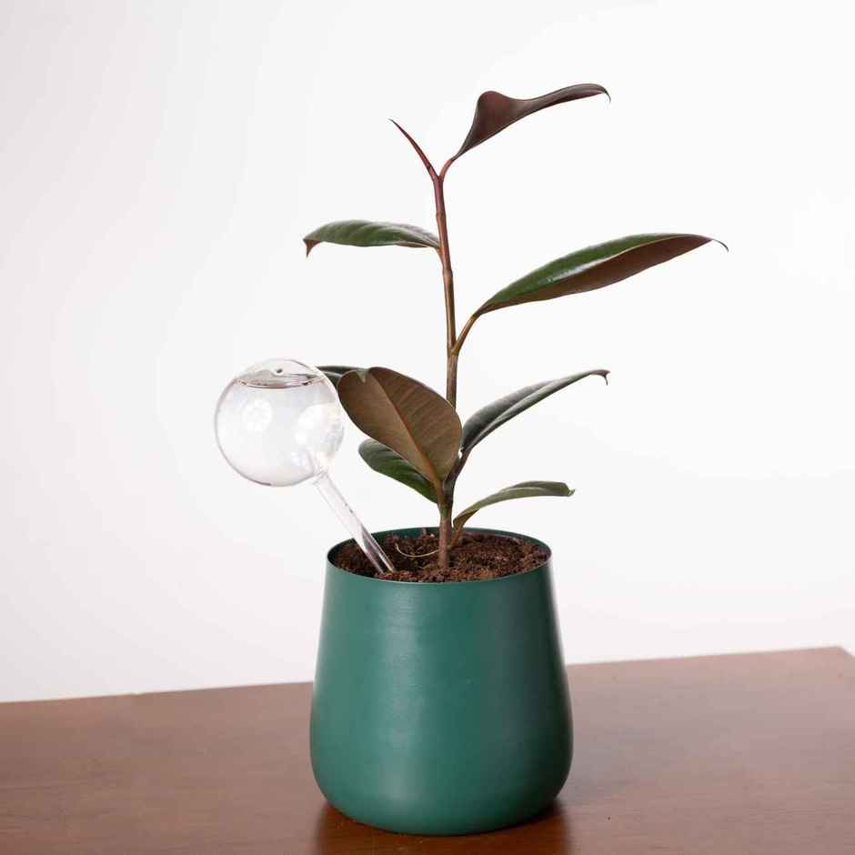 Kyari Plant Watering Globe | Pack of 1 | Garden Accessory