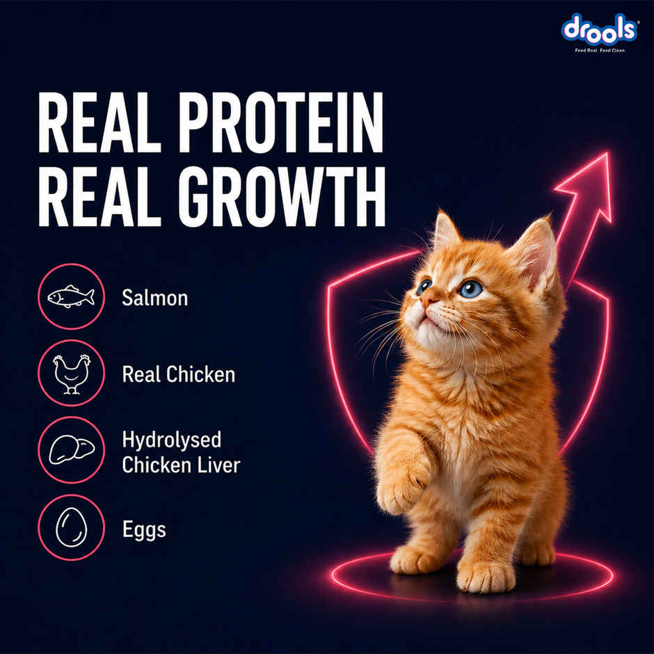 Drools Salmon Mousse Kitten Wet Cat Food, 80g (4+1 Pack Free)