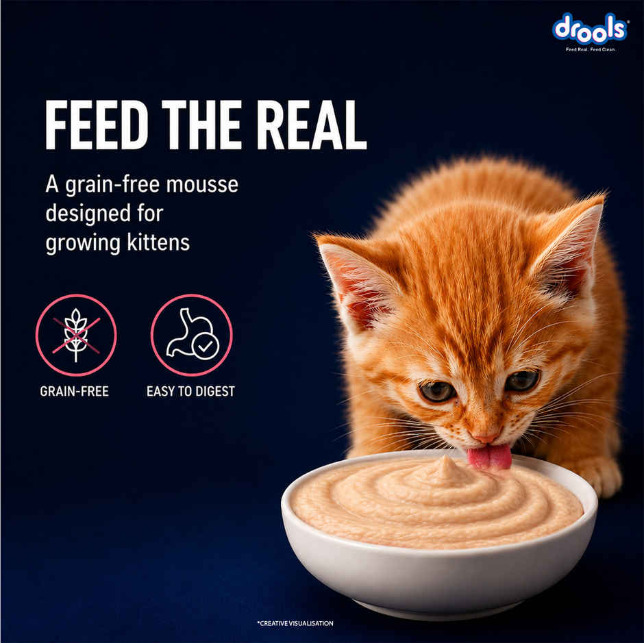 Drools Salmon Mousse Kitten Wet Food