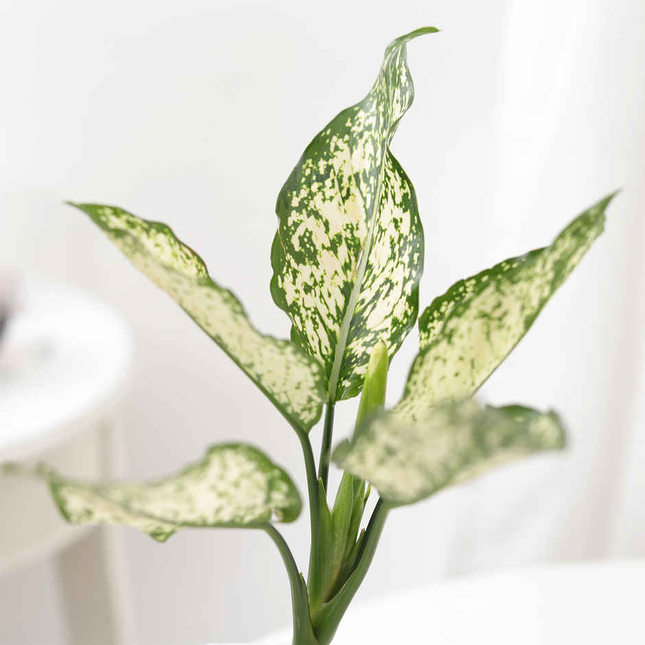 IGP Agalaonema Snow white Plant