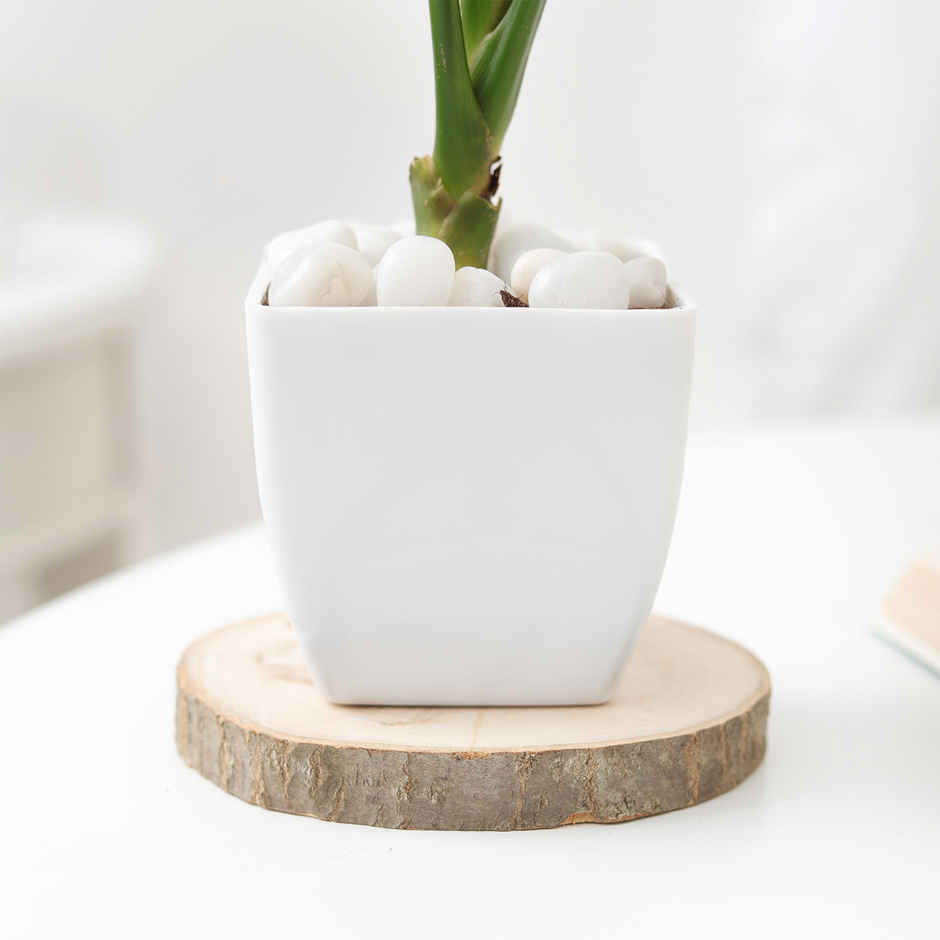 IGP Agalaonema Snow white Plant