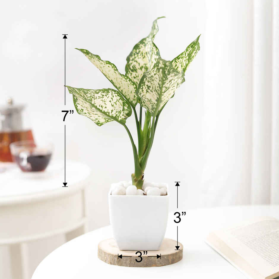 IGP Agalaonema Snow white Plant