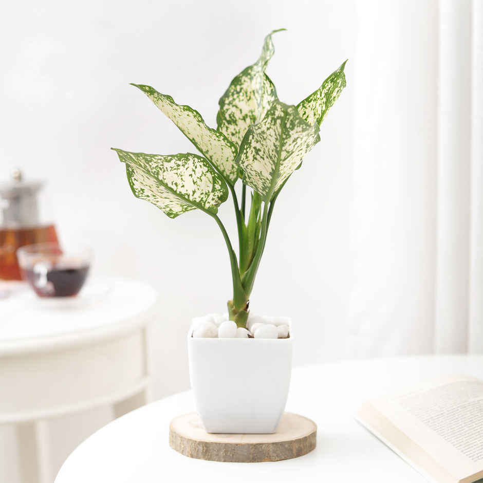 IGP Agalaonema Snow white Plant