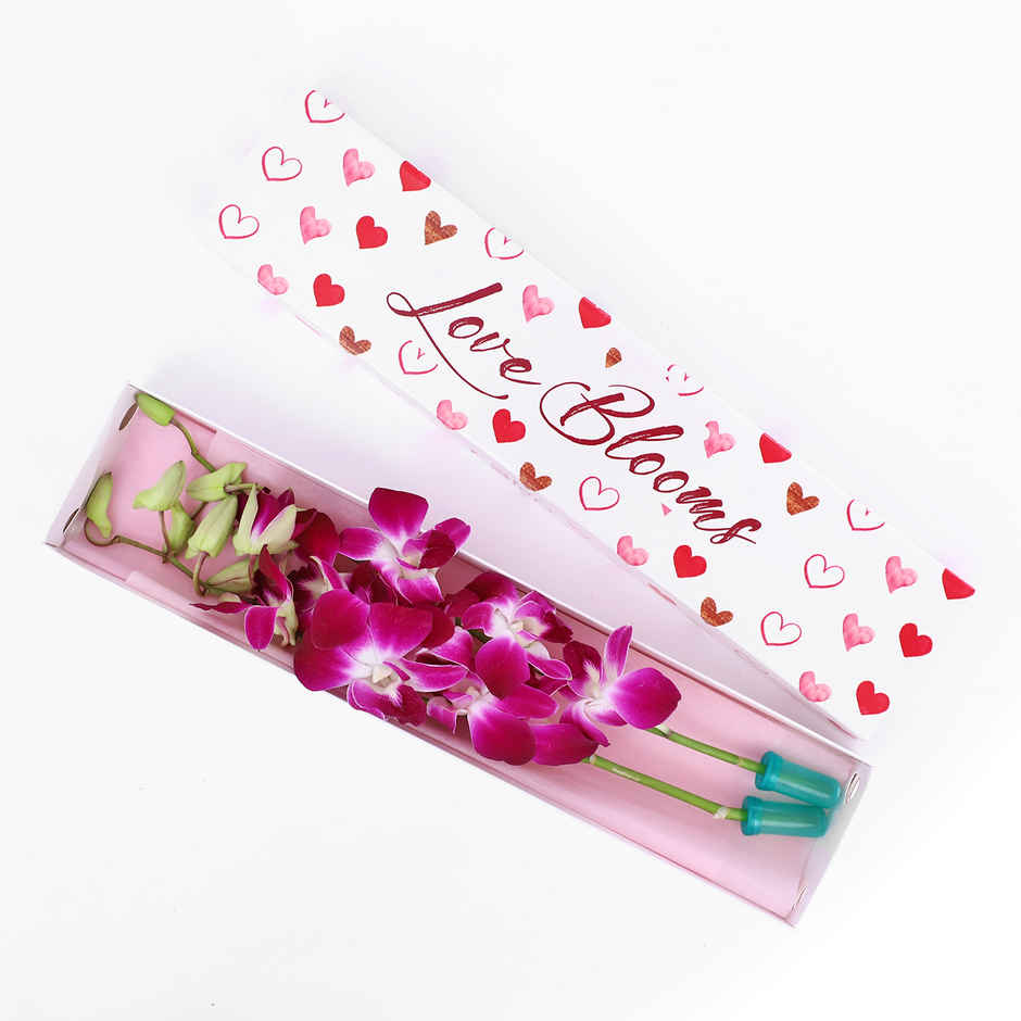 IGP Box of 2 Opulent Orchids