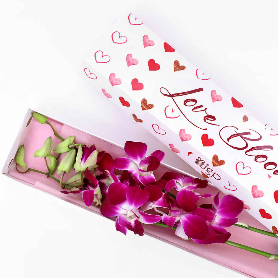 IGP Box of 2 Opulent Orchids