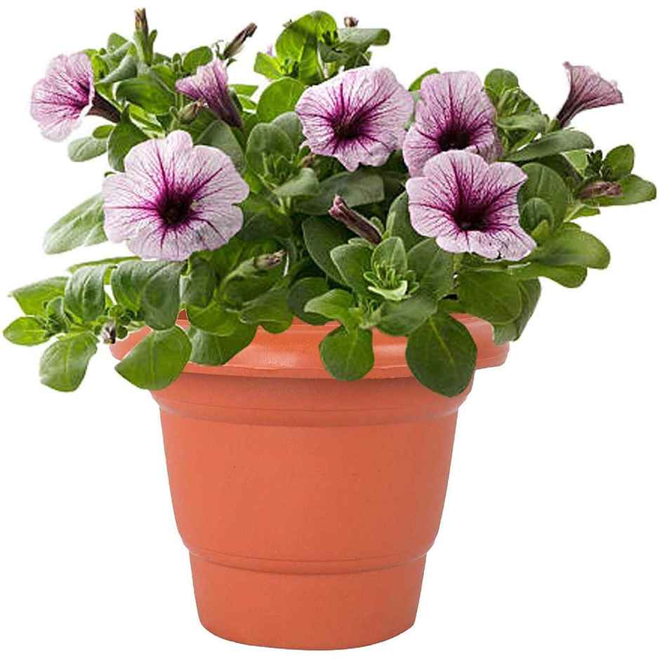 Leafy Tales Small 6" Terracotta Plastic Pots | 6 Pieces | 6 Inch Pot Size