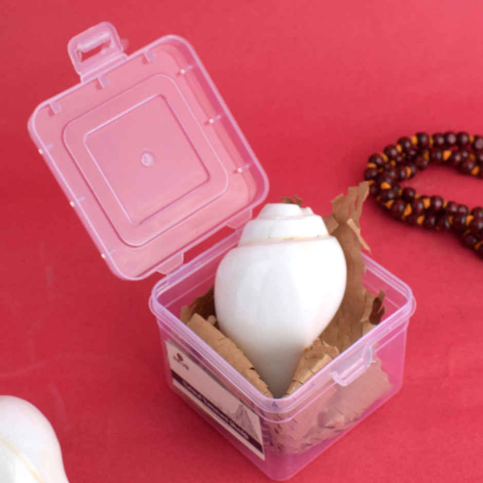 Natural Vamavarti Shankh | Satvik