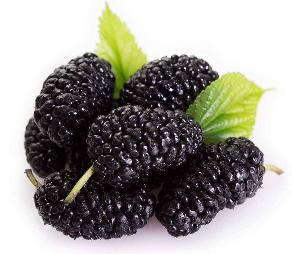 Mulberry Fresh