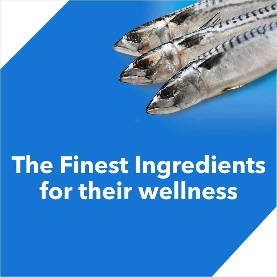 Drools Ocean Fish Adult Dry Cat Food