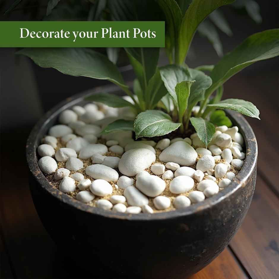 Trustbasket White Pebbles - 1 Kg