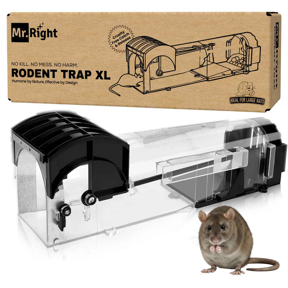 Mr. Right Rat Trap