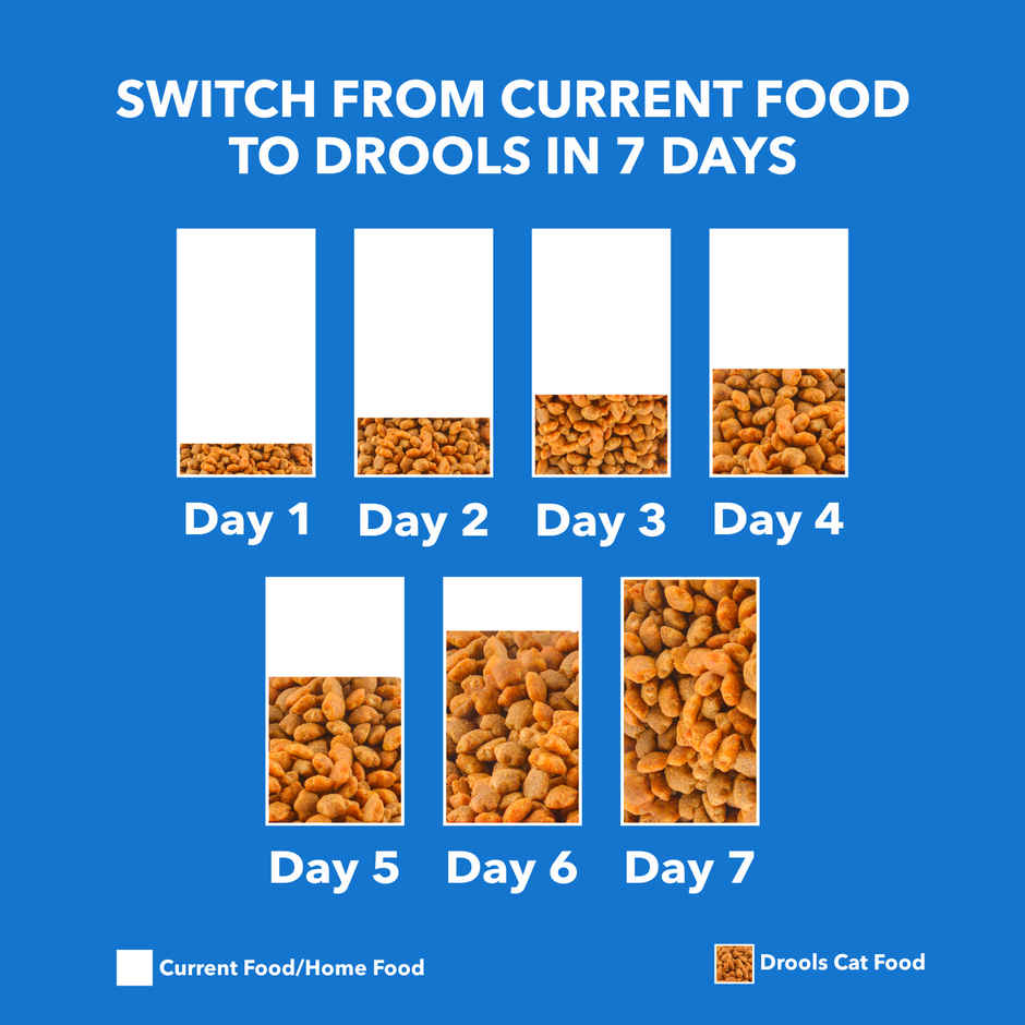 Drools Kitten | 1-12 Months Dry Cat Food, Mackerl, With Free Container