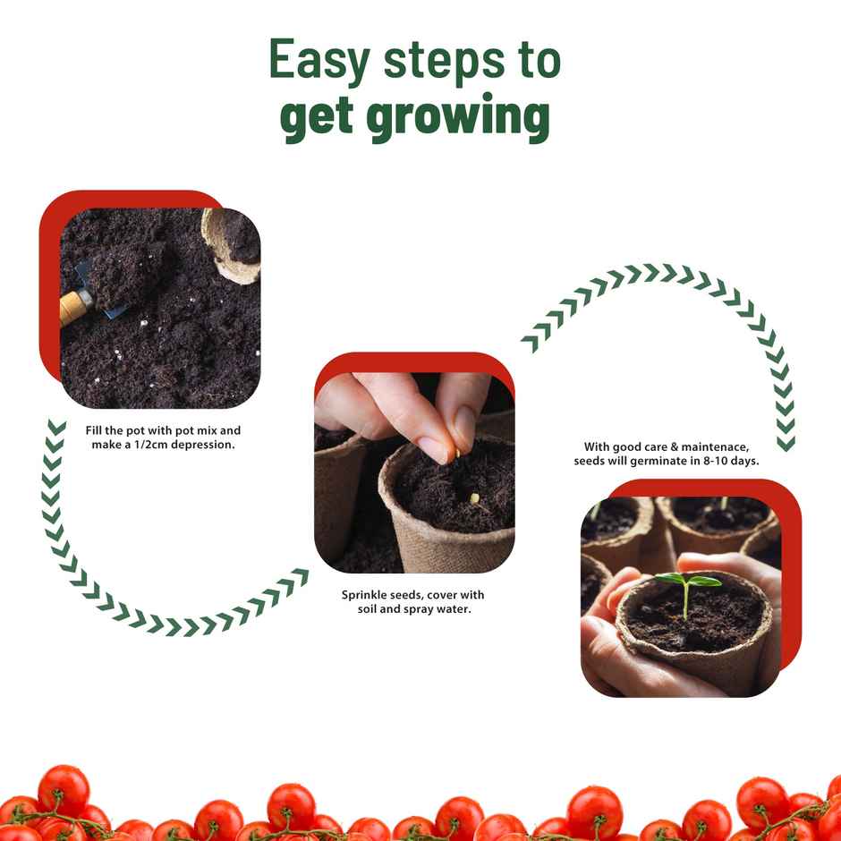 Pot And Bloom Treasures Cherry Tomato Grow Kit