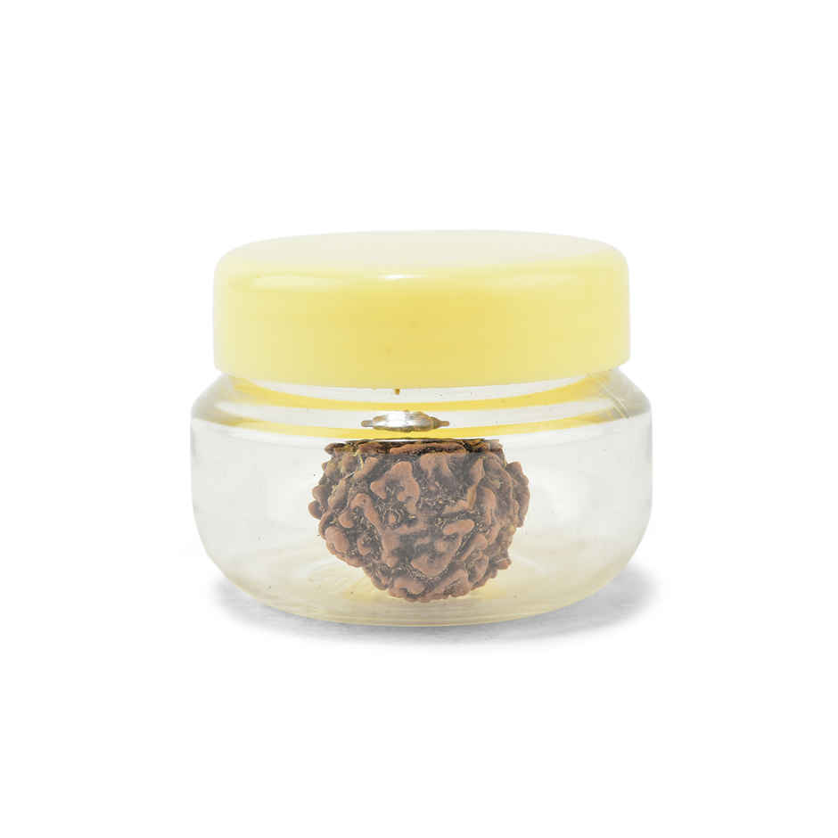 Panchmukhi Rudraksha | Single Bead | Meditation, Growth & Good Health | Pujashree