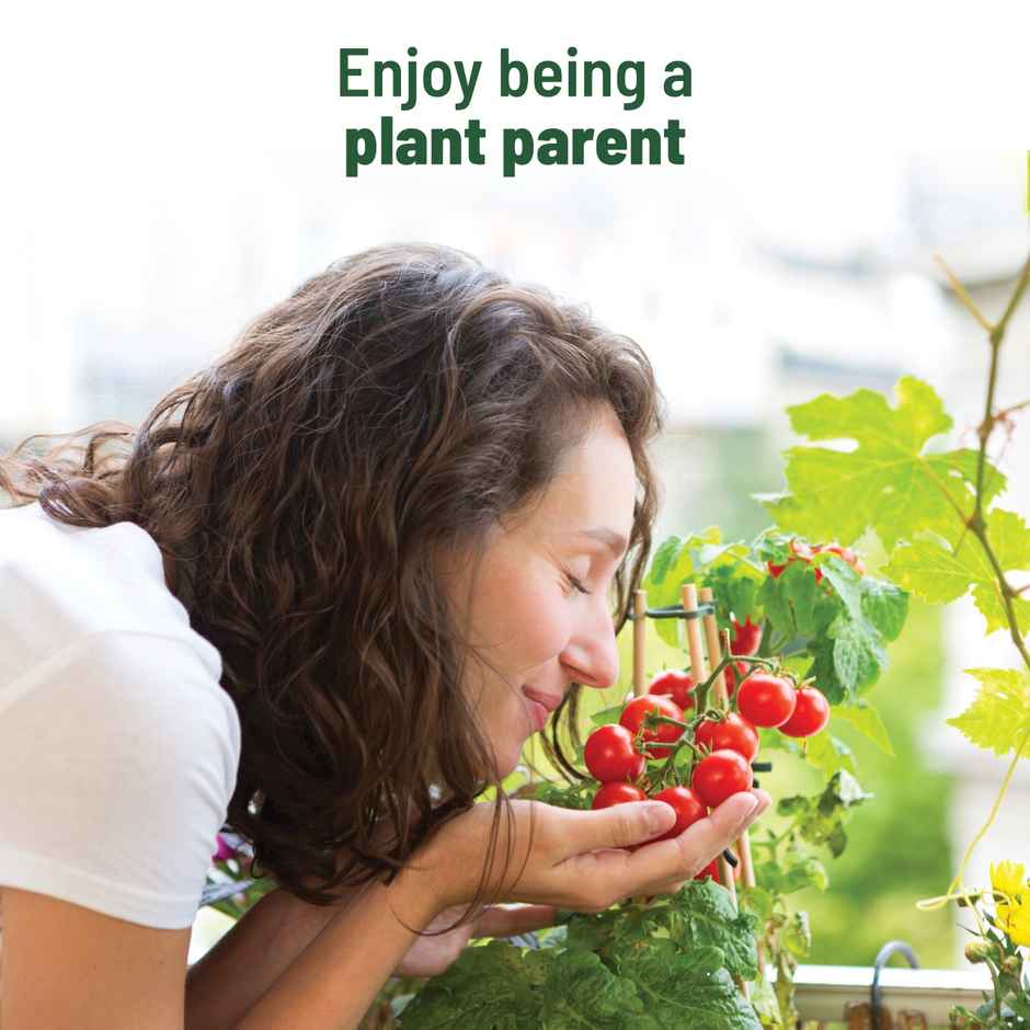 Pot And Bloom Treasures Cherry Tomato Grow Kit