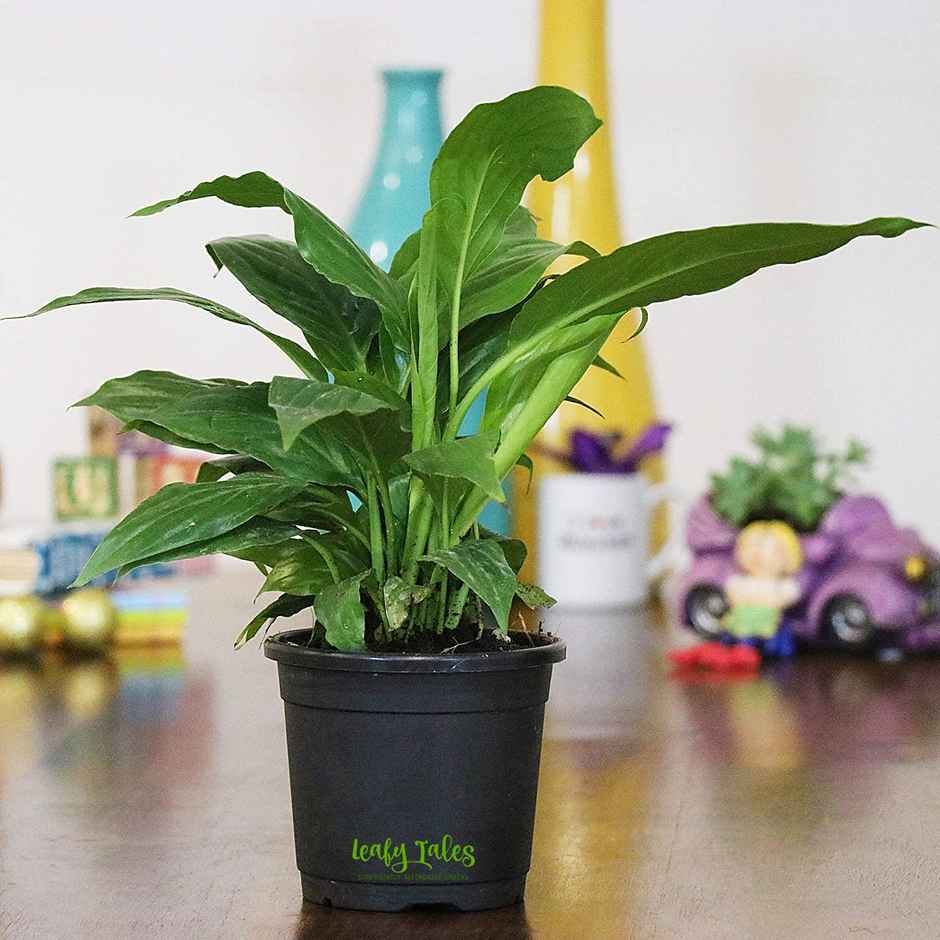 Leafy Tales Plastic Pots, Black 4 Inch Size 15 Piece, Small