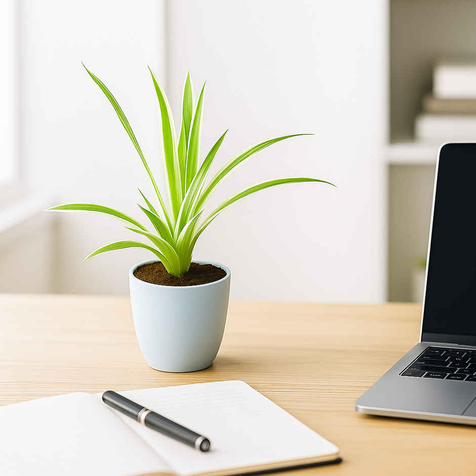 Bloom Baby Spider Plant in Magnetic Pot