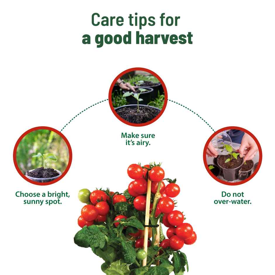 Pot And Bloom Treasures Cherry Tomato Grow Kit