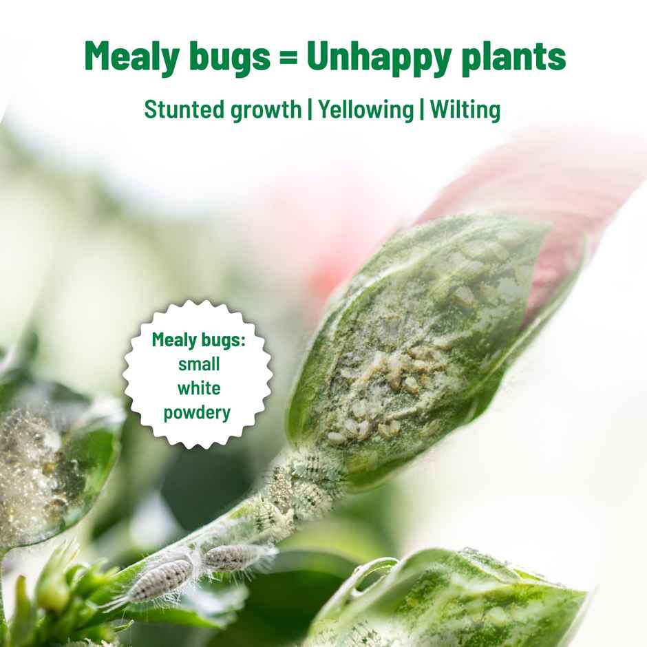 Pot And Bloom Mealy Bug Buster