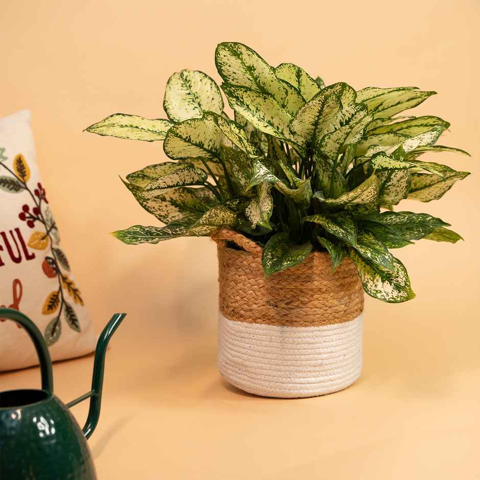 PrettyKrafts Jute Storage Basket | Organizer for Toys, Baby Clothes, Laundry & Planter - 8 x 8 Inch