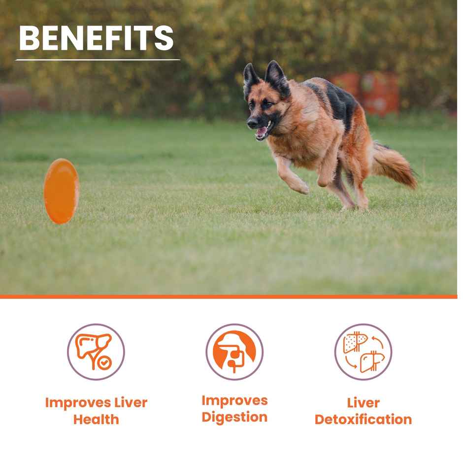 LICKICIOUS Liver Care Cat & Dog Supplement Syrup