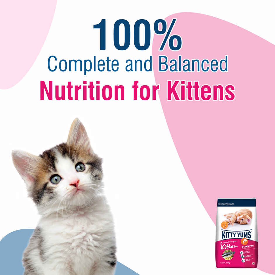 Kitty Yums Kitten Dry Cat Food Ocean Fish with Free Container