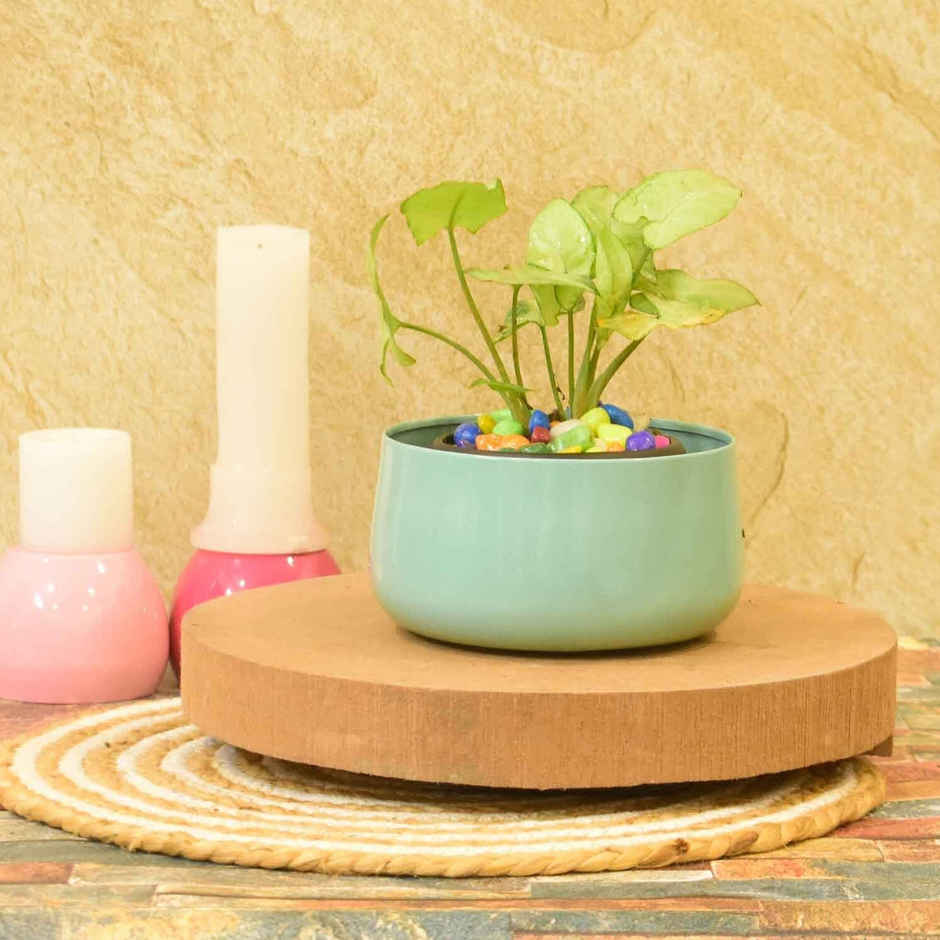 Casacraft by Pepperfry Desk Pot | Mint Green