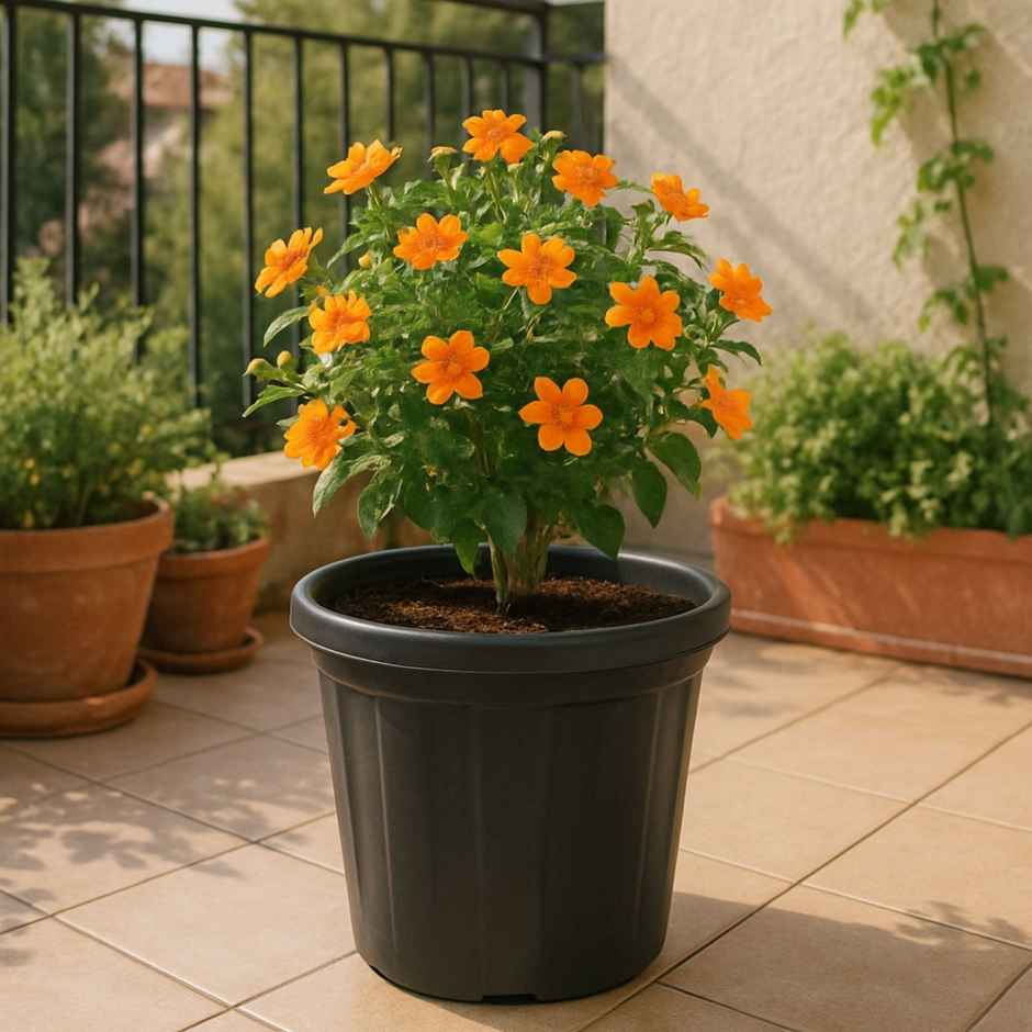 Ugaoo Uv Treated Gardening Black Plastic Pots And Planters For Plants - 10 Inch | Set Of 6