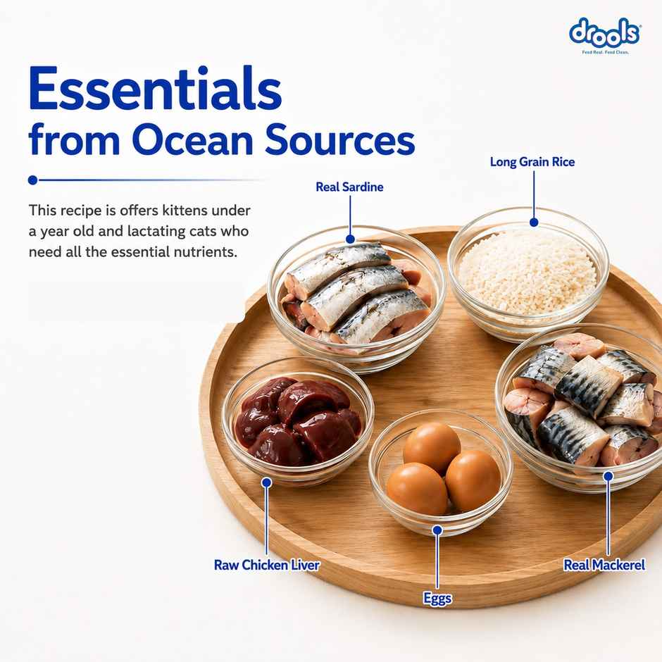 Drools Kitten (1-12 Months) Dry Cat Food With Free Container - Ocean Fish