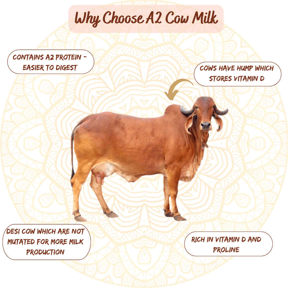 Earthen Story A2 Gir Cow Bilona Ghee