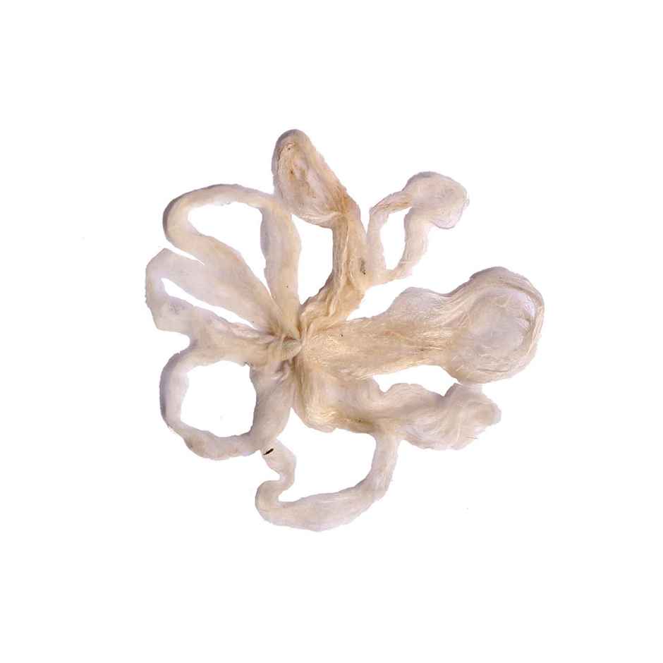 Jai Kashi Lotus Stem Wick