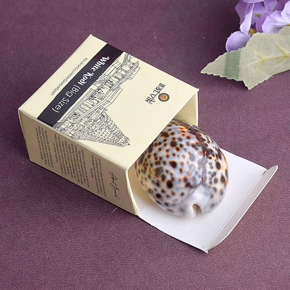 Big Kaudi (Cowrie Shell) | Symbol of Maa Lakshmi | Satvik