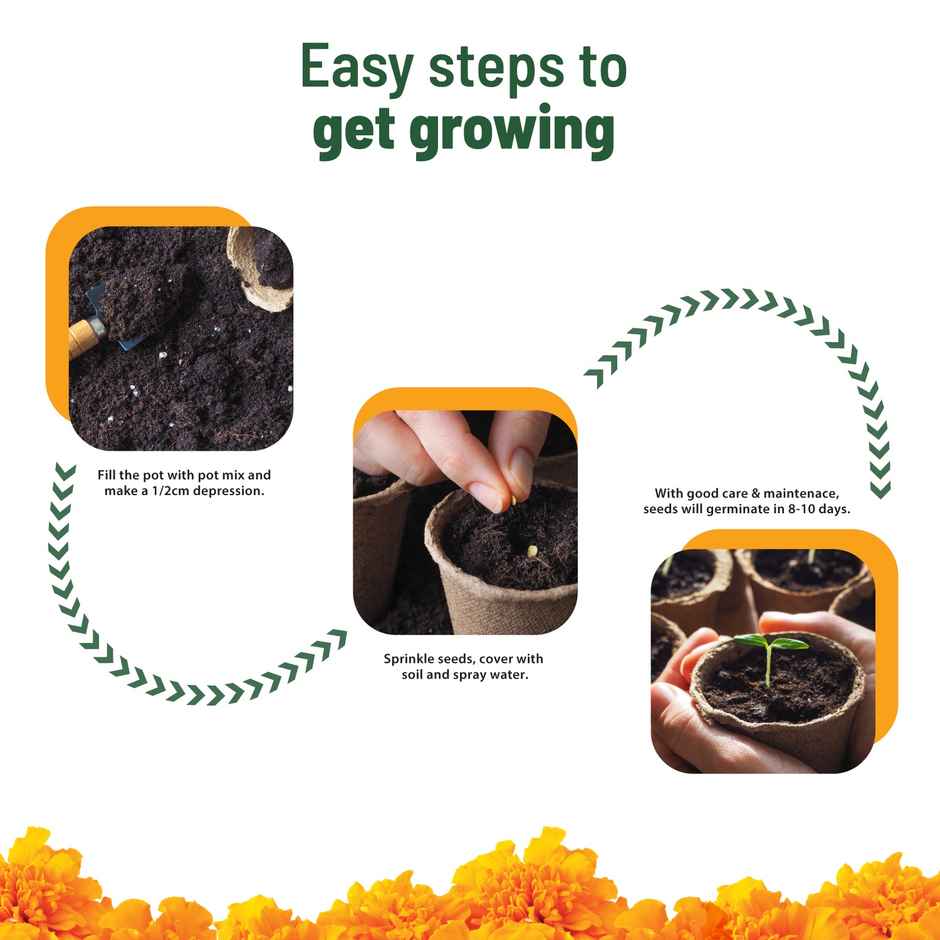Pot And Bloom Treasures Marigold Grow Kit
