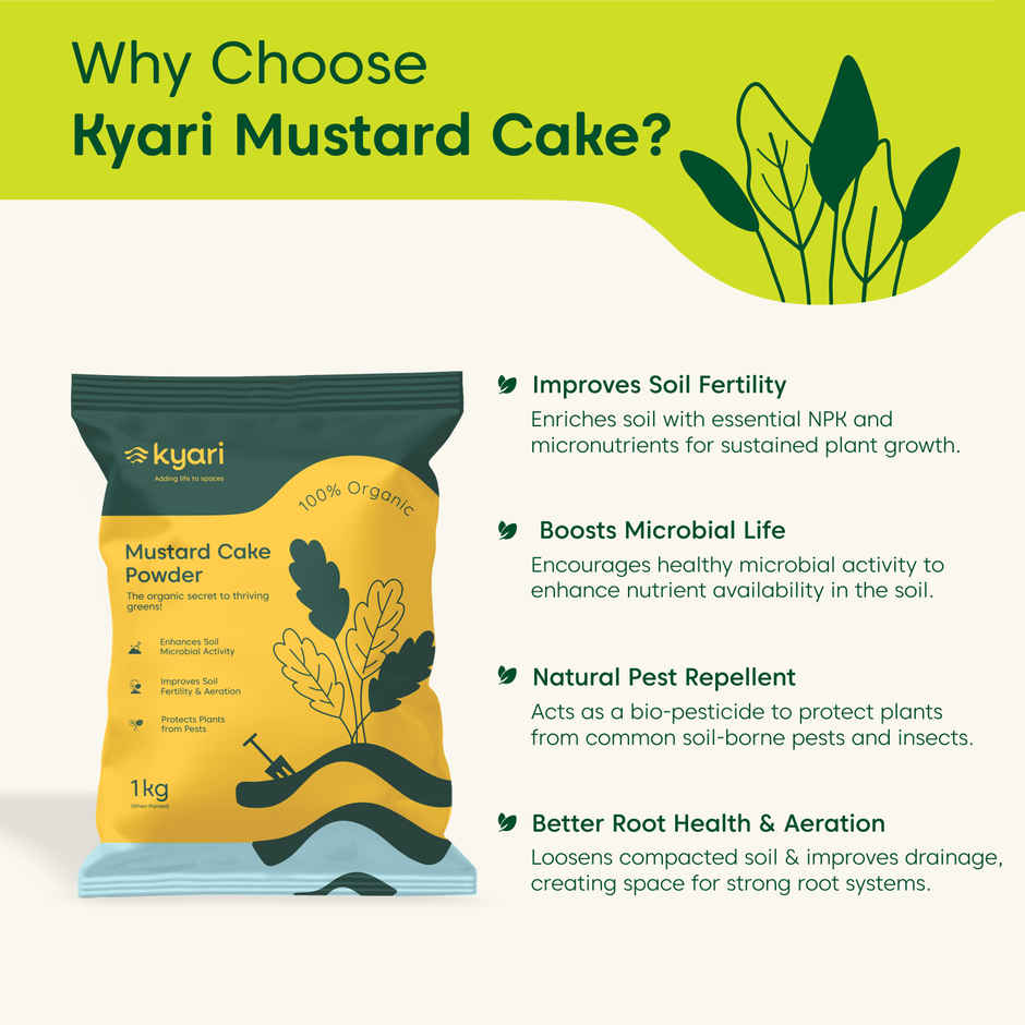Kyari Mustard Cake Powder