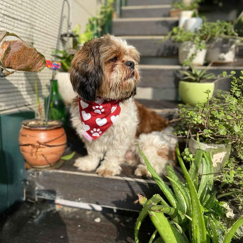 Pawgy Pets Reversible Birthday Bandana For Dogs And Cats | L