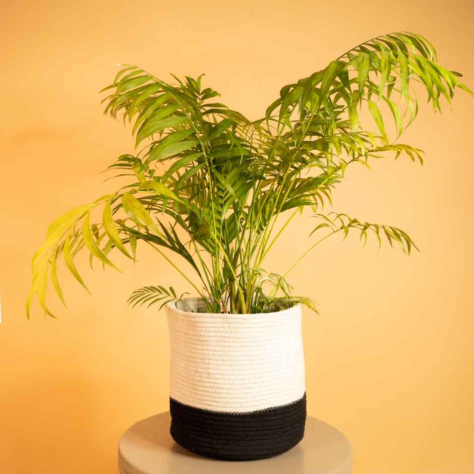 PrettyKrafts Jute Basket | White & Black - 8 x 8 Inch