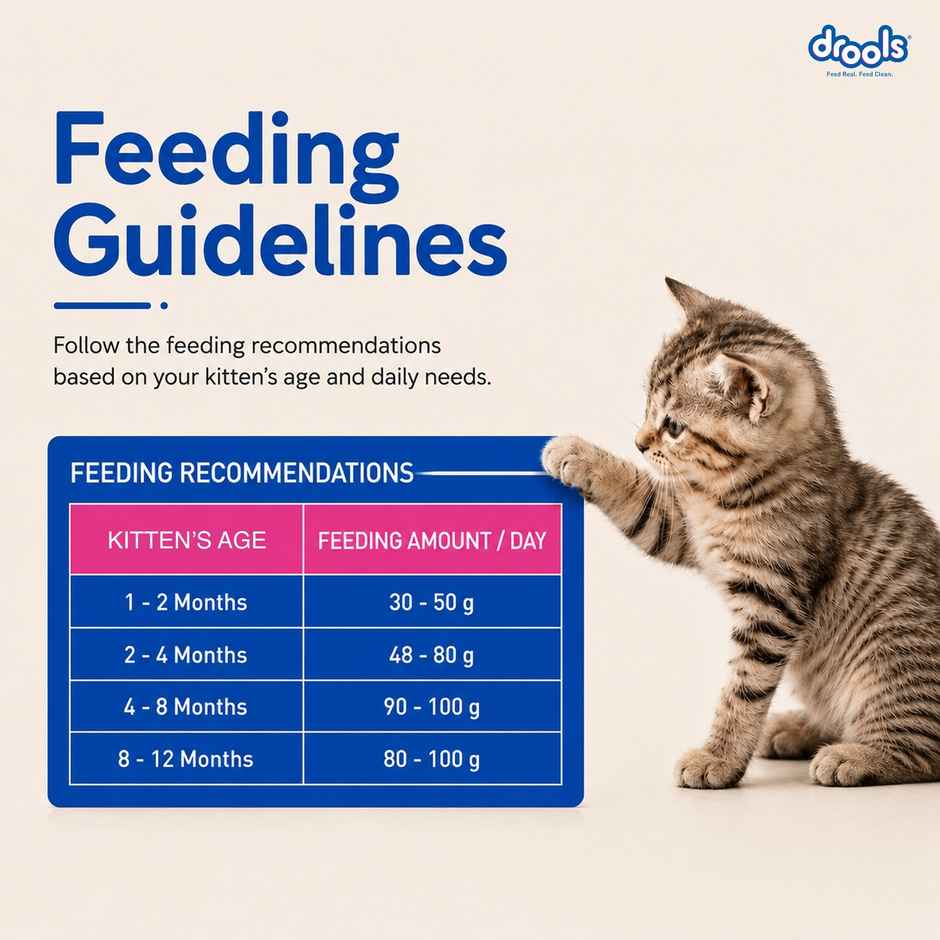 Drools Kitten (1-12 Months) Dry Cat Food With Free Container - Ocean Fish