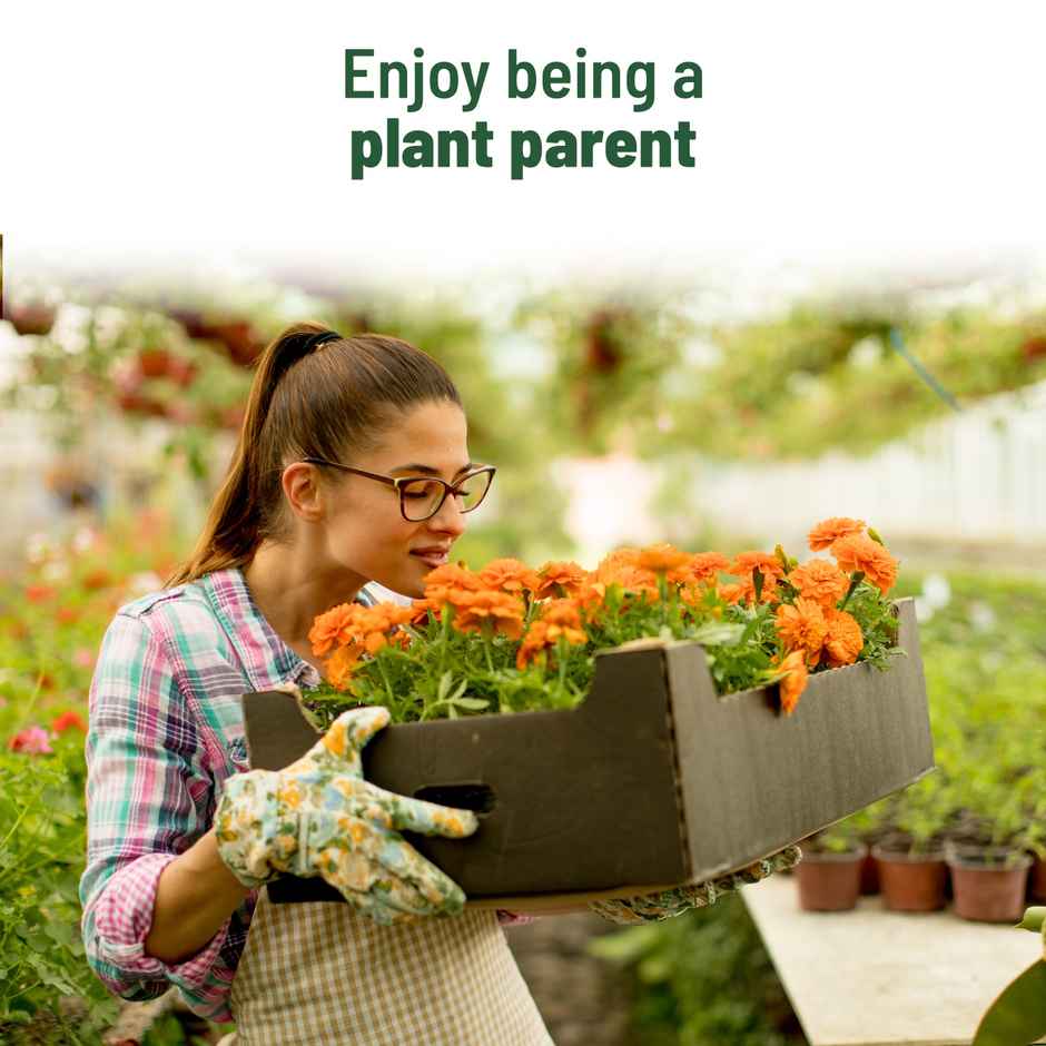 Pot And Bloom Treasures Marigold Grow Kit