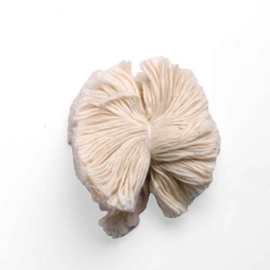 Jai Kashi 365 Cotton Wicks