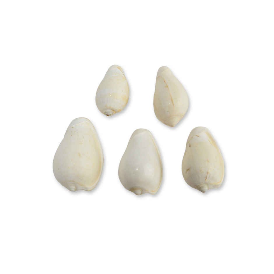 Pujashree Vishnu Kauri | Symbol of Bhagwan Vishnu | Brings Spiritual Growth and Peace