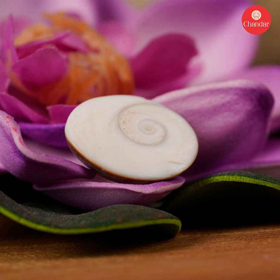 Gomti Chakra | Traditional Pooja Item for Auspicious Use | Chandar