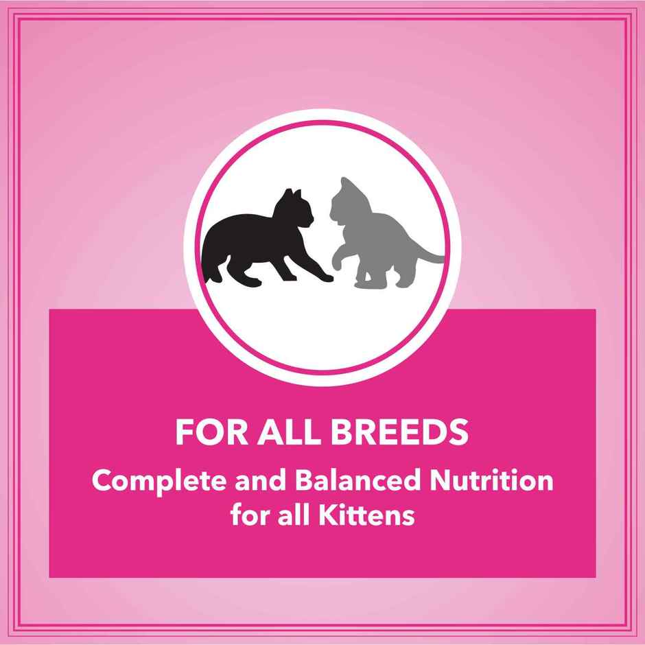 Let's Bite Active Kitten Ocean Fish Dry Cat Food (Buy 1 Get 1 Free)