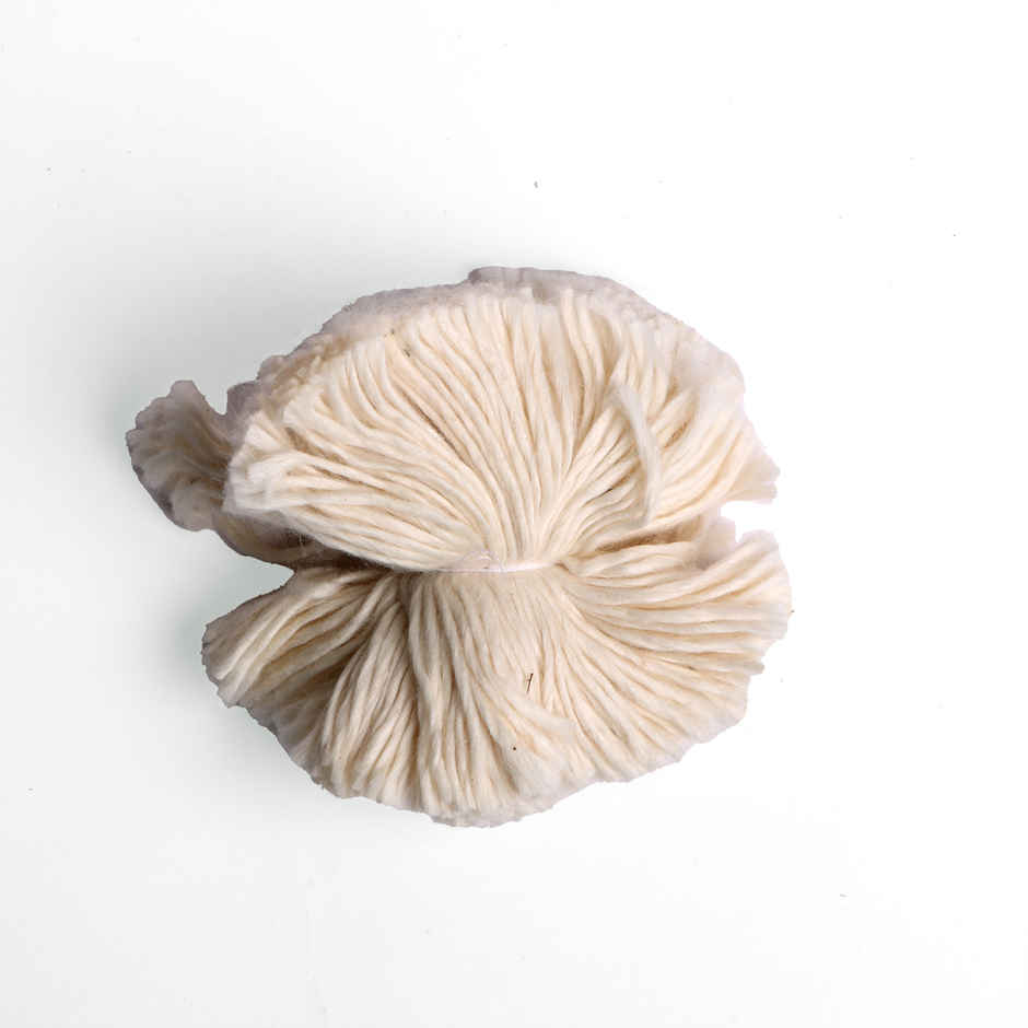 Jai Kashi 365 Cotton Wicks