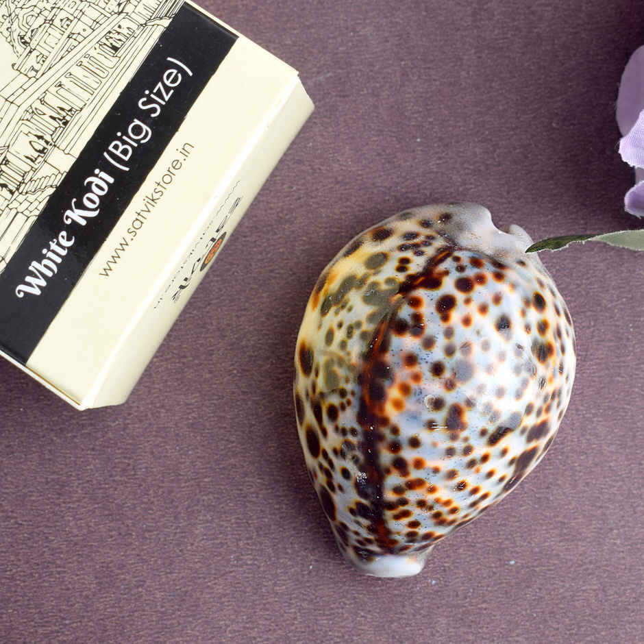Big Kaudi (Cowrie Shell) | Symbol of Maa Lakshmi | Satvik