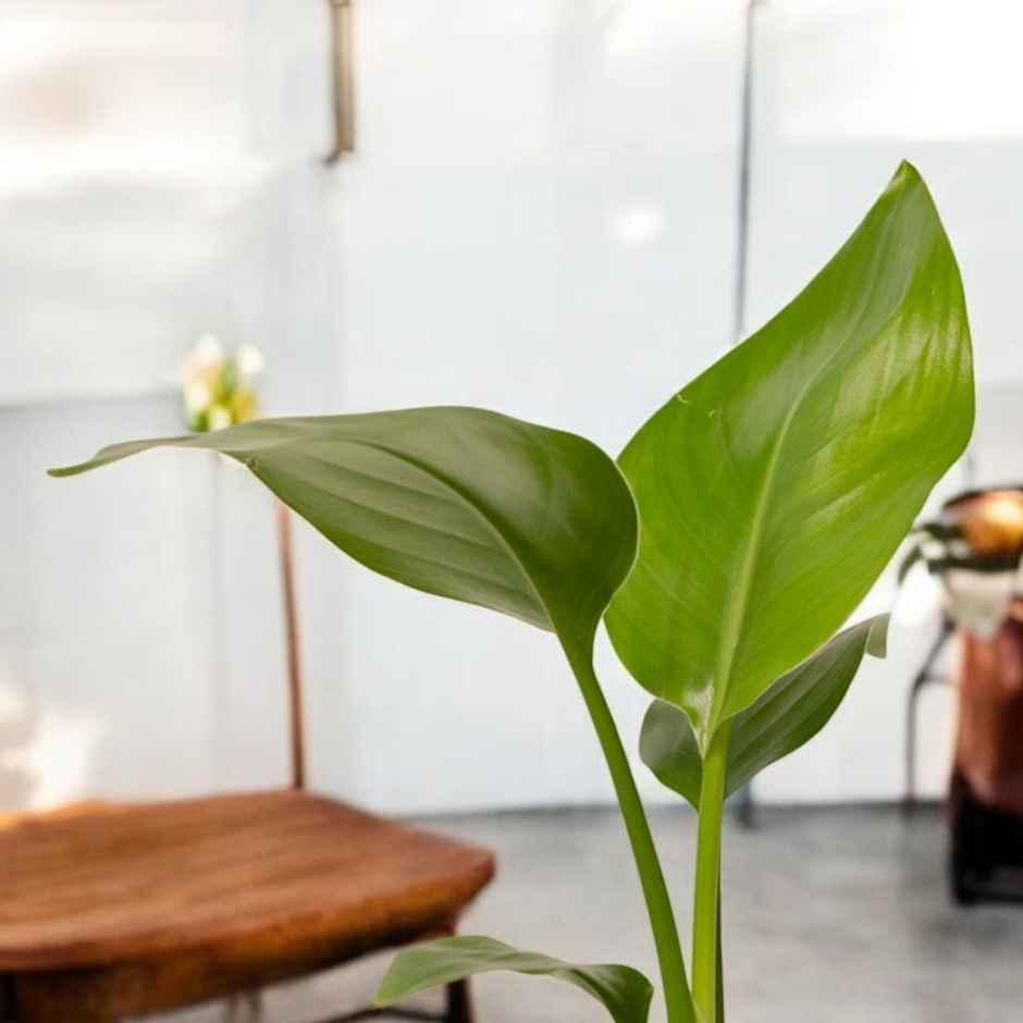Bloom Bird Of Paradise Plant | Decor & Gift