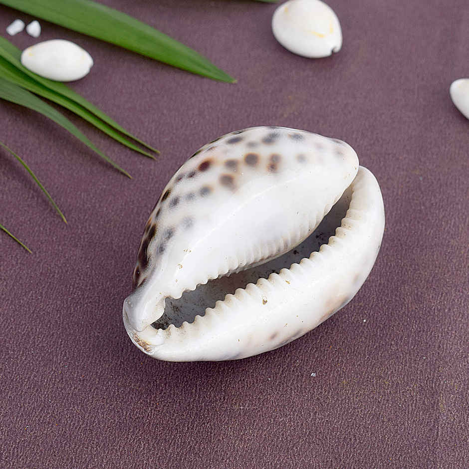 Big Kaudi (Cowrie Shell) | Symbol of Maa Lakshmi | Satvik