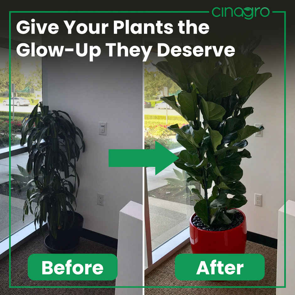 Cinagro Organic Bone Meal Plant Fertilizer - Nutrient-Rich Plant Manure