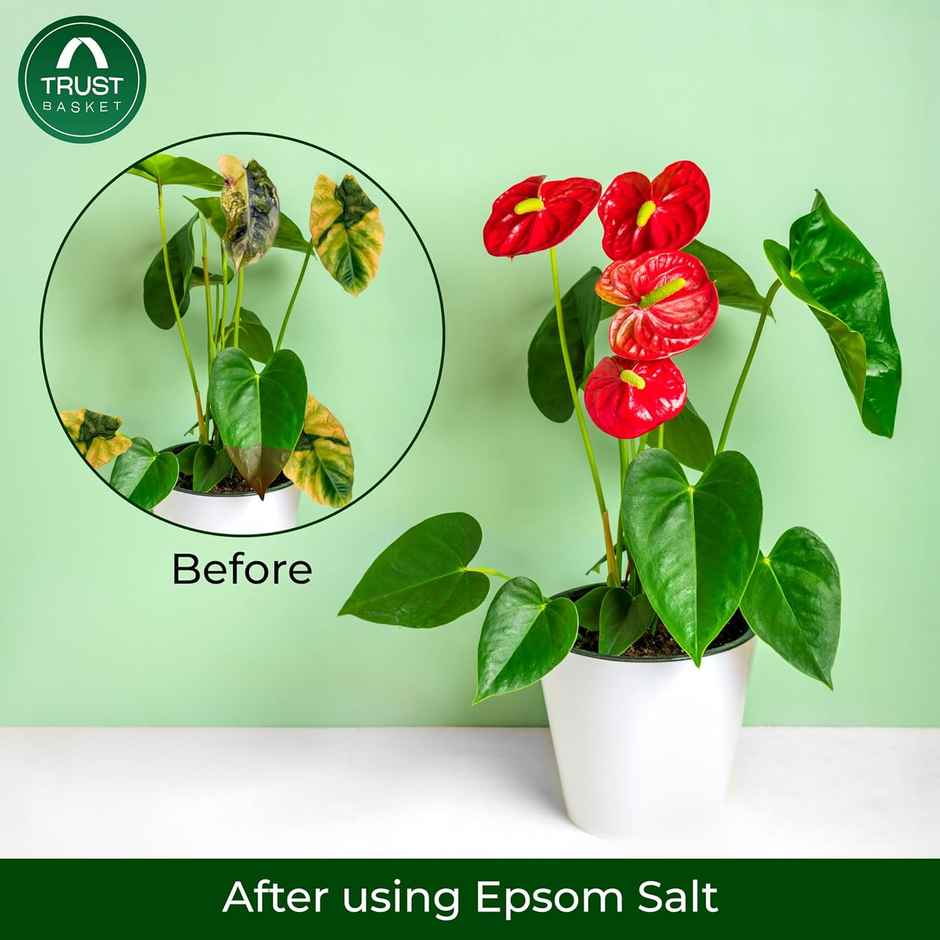 TrustBasket Epsom Salt