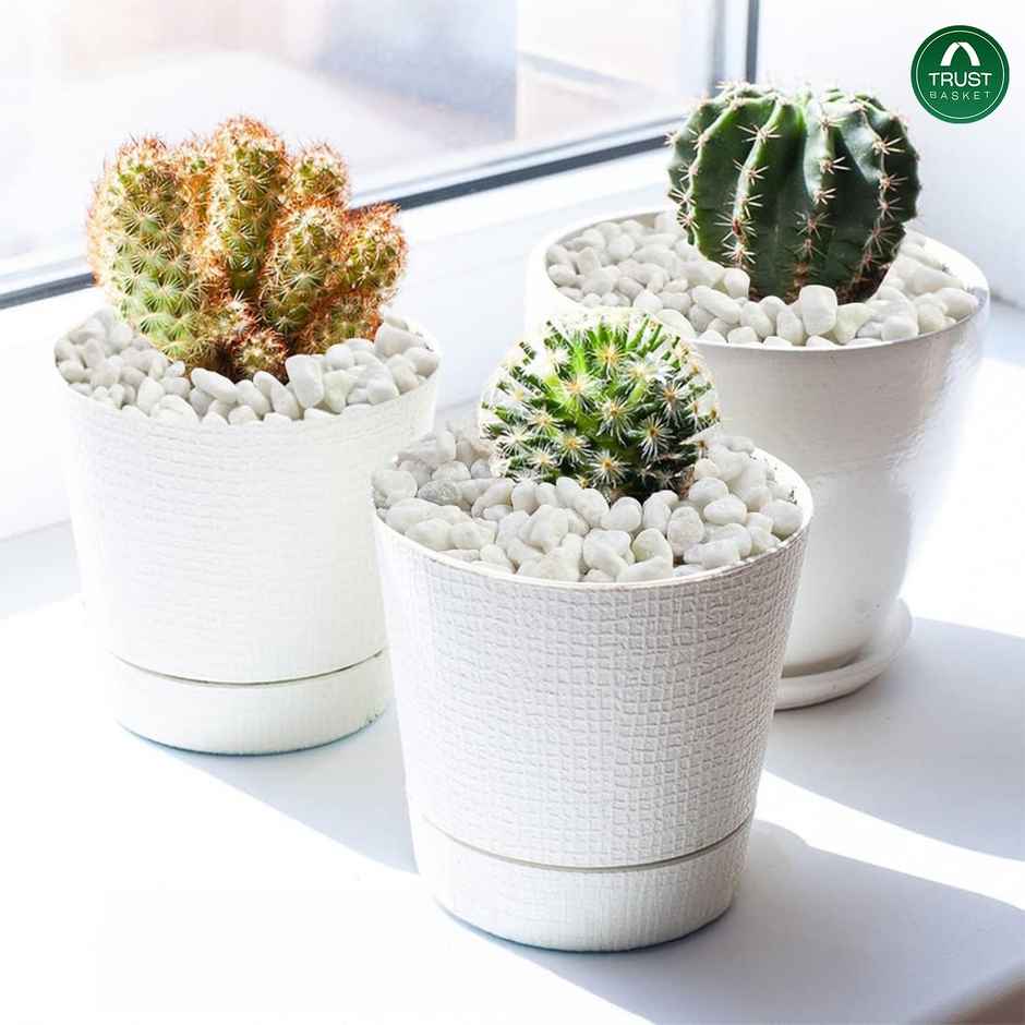 Trustbasket White Pebble Chips (Small) - 1 Kg